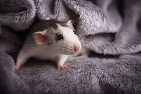 Roztomilá šedá krysa na pohovce — Stock fotografie