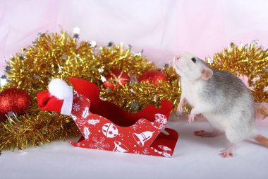 Yeni yıl dekorsevimli gri yerli sıçan. 2020 yılının sembolü bir sıçan. Noel Baba'nın kızağı