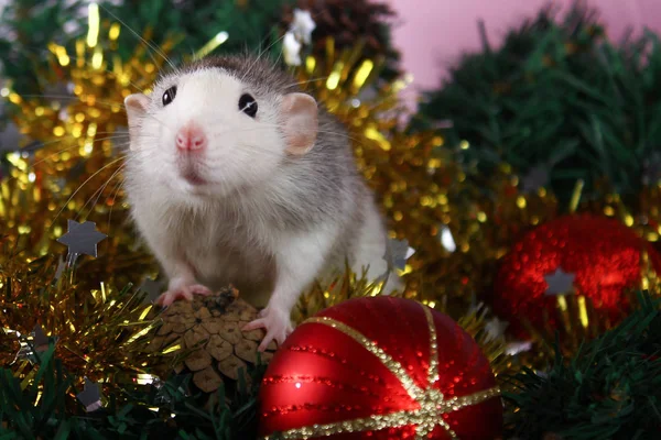 Söt grå inhemsk råtta i hatt i ett nyårs dekor. Årets symbol 2020 är en råtta. — Stockfoto