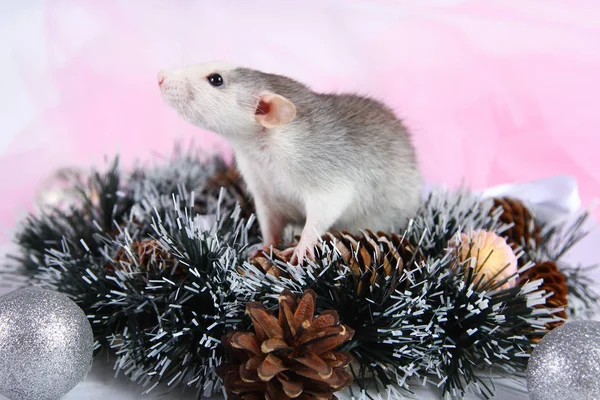 Roztomilá šedivá krysa v novém roce na růžovém backgrdu. 2020 rok potkana — Stock fotografie