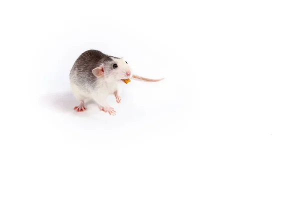 Ratte close-up isoliert auf weißem Hintergrund rosa Ohren, schwarze Augen, dekorative Dambo Ratte, Haustier. — Stockfoto