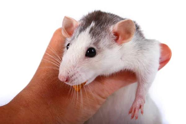 Rat close-up geïsoleerd op witte achtergrond roze oren, zwarte ogen, decoratieve Dambo rat, huisdier. — Stockfoto