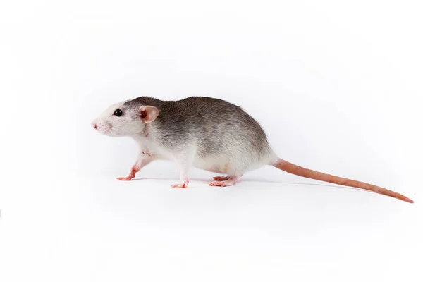 Ratto primo piano isolato su sfondo bianco Orecchie rosa, occhi neri, decorativo Dambo ratto, animale domestico . — Foto Stock