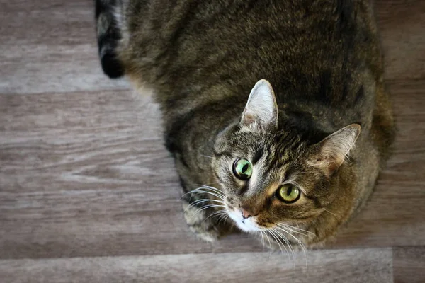 Şirin kedi kameraya bakıyor.