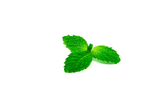 Küche Minzblatt Isoliert Auf Weißem Hintergrund Grüne Pfefferminze Natürliche Quelle — Stockfoto
