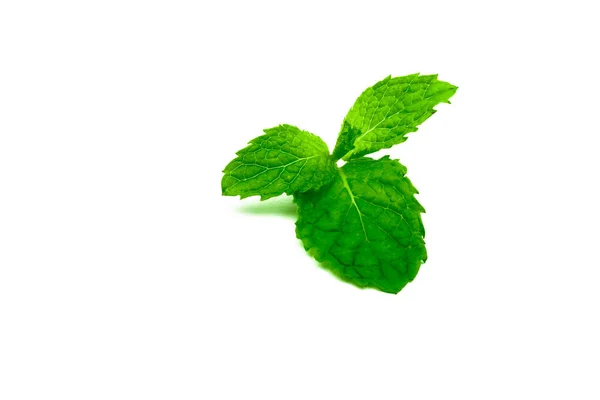 Φύλλα Μέντας Κουζίνα Που Απομονώνονται Λευκό Φόντο Πράσινη Μέντα Φυσική — Φωτογραφία Αρχείου