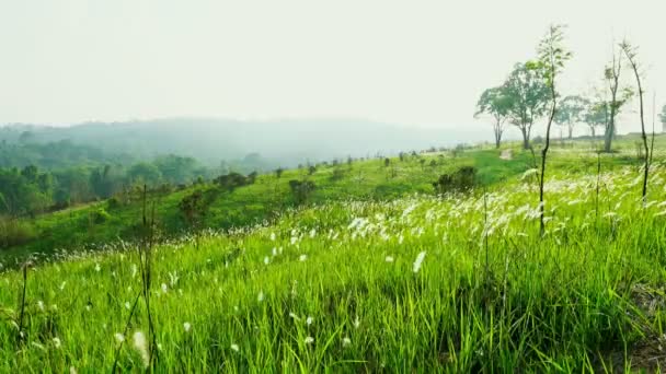 风慢吹绿草田野 山边山上的白花和树 人们走在尘土飞扬的乡间小路上 自然成分 — 图库视频影像