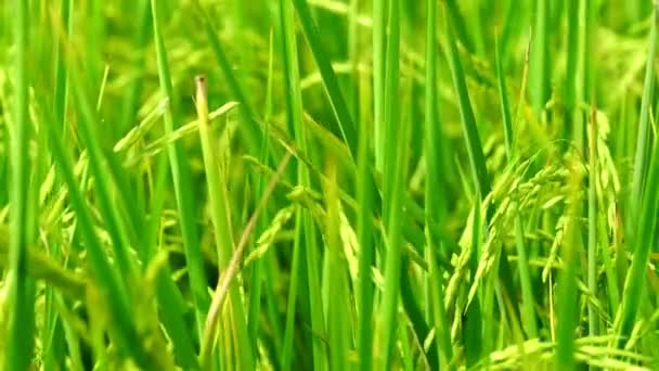 Vítr Pomalu Foukání Rýžoviště Rýžových Polí Rýže Plantáž Thajsku Bio — Stock video