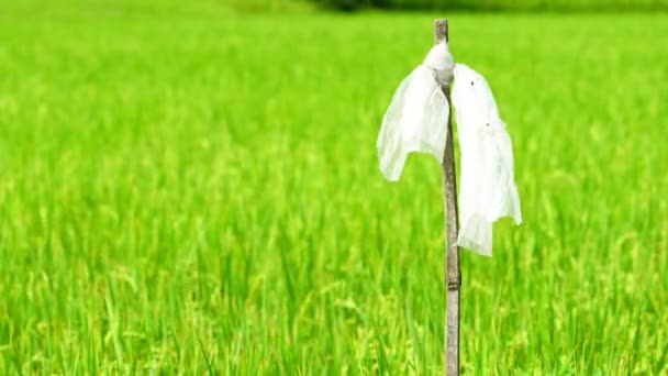 田んぼに鳥を追いかけに乾燥竹の棒にビニール袋を吹く風が遅くなります かかし 田んぼの田んぼとタイの米のプランテーション アジアの有機農場 — ストック動画