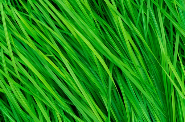 Hierba Verde Con Hojas Largas Verde Natural Tallos Hierba Textura —  Fotos de Stock