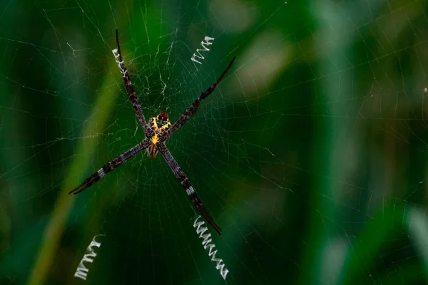 緑背景をぼかした写真のクモの巣に掛かっているクモのマクロ撮影 — ストック写真