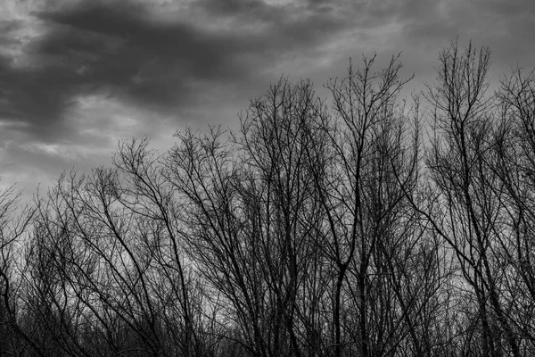 Silhouette Albero Morto Cielo Grigio Scuro Drammatico Nuvole Sfondo Spaventoso — Foto Stock