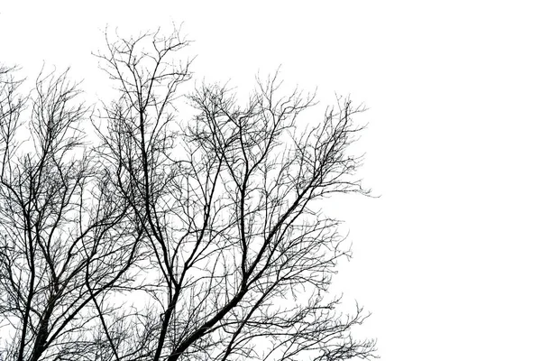 Silhouette Toter Baum Isoliert Auf Weißem Hintergrund Für Angst Tod — Stockfoto