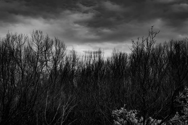 Silhouette Dead Tree Dark Dramatic Grey Sky Clouds Background Scary — Stock Photo, Image