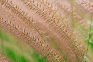 Makro güzel çimen çiçek detayını bulanık yeşil yapraklarda vurdu. Aşk huzurlu ve mutlu bir hayat kavramı için arka plan. Reklam için ve organik yaşam ve ürün arka planını teşvik 
