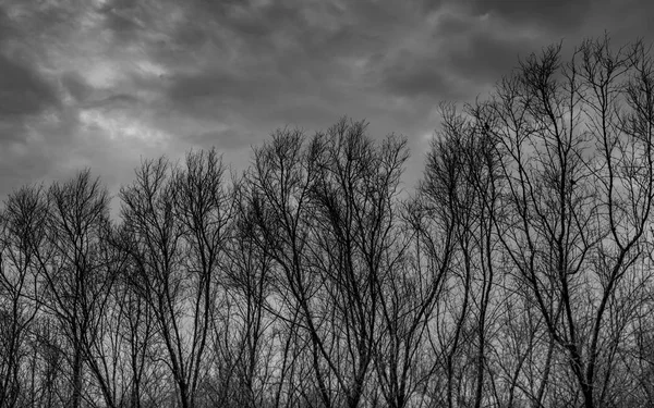 Silhueta Árvore Morta Escuro Dramático Céu Cinzento Nuvens Fundo Para — Fotografia de Stock