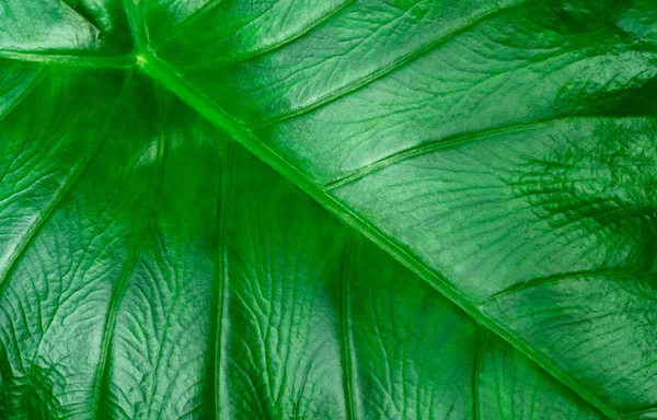 Dettaglio Primo Piano Foglie Verdi Usano Sfondo Prodotto Cosmetico Organico — Foto Stock