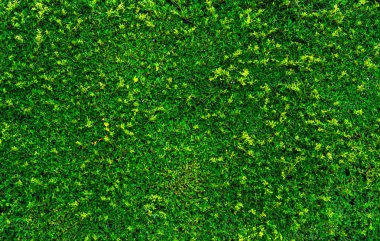 Doğal yeşil yaprakları arka plan. Doğa duvar kağıdı. Eko duvar. Yaz arka plan. Yeşil yaprakları doku. Çalı veya çalı kırpma. Organik kozmetik ürün için zemin. Yeşil bahçe çit desen.
