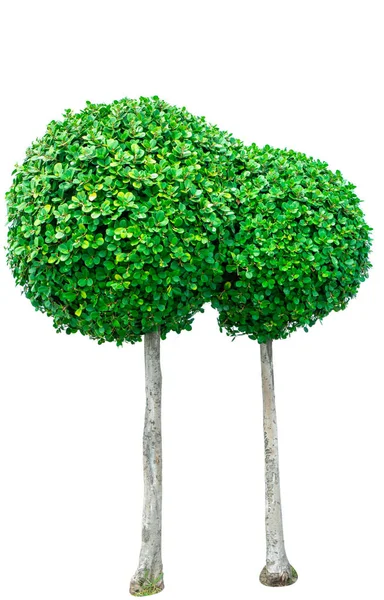 Arbre Vert Forme Cercle Pour Décoratif Isolé Sur Fond Blanc — Photo