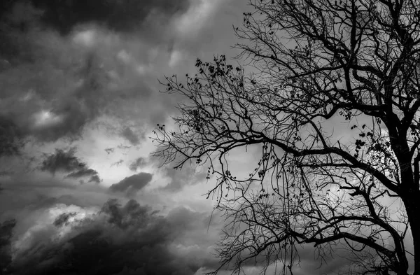 Silhouette Dead Tree Dark Dramatic Sky Background Scary Death Halloween — Stock Photo, Image