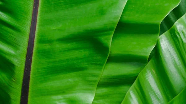 Glänsande Gröna Blad Textur Bakgrund Gröna Blad Tropisk Skog Gröna — Stockfoto