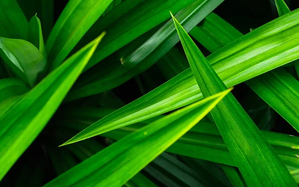 Primer Plano Pandan Hojas Textura Fondo Hojas Verdes Con Hermoso —  Fotos de Stock