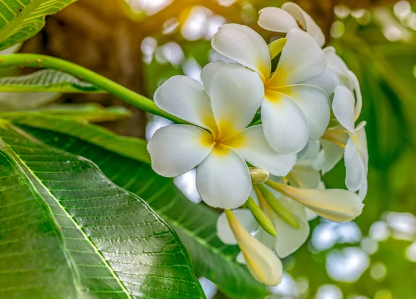 Frangipani Цветок Plumeria Альба Зелеными Листьями Размытом Фоне Белые Цветы — стоковое фото