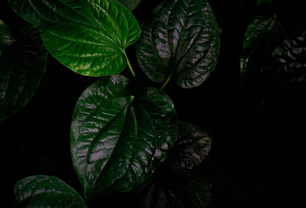 Felülnézete Wildbetal Leafbush Piper Sarmentosum Roxb Zöld Zöld Háttér Textúra — Stock Fotó