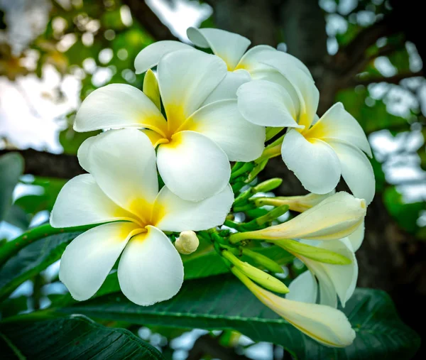 Kwiat Plumerii Plumeria Biała Zielonych Liści Tle Rozmazany Białe Kwiaty — Zdjęcie stockowe