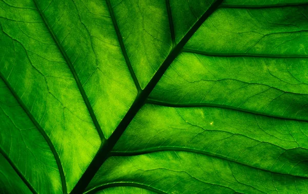 Macro Disparó Detalle Hoja Verde Fondo Textura Hoja Verde Natural —  Fotos de Stock