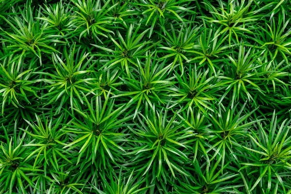 Closeup Green Leaves Texture Background Green Leaves Beautiful Pattern Jungle — Stock Photo, Image