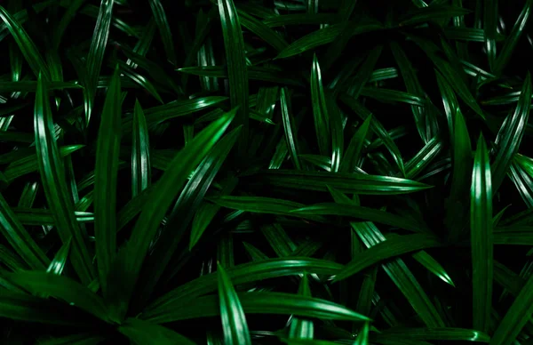 Closeup pandan leaves texture background. Green leaves with beautiful pattern in jungle for organic concept. Natural plant in tropic garden. Nature background. Pandanus aromatic leaf with dark light.
