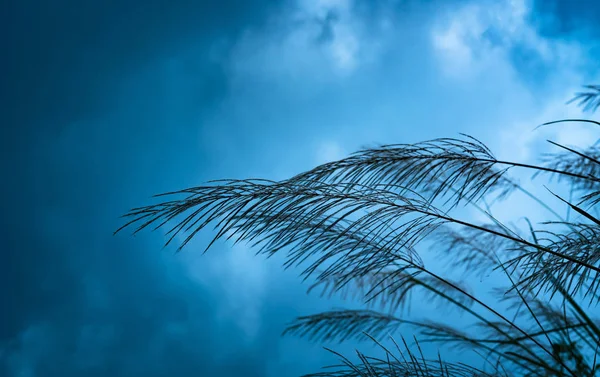 Flores Hierba Sobre Fondo Borroso Cielo Azul Nubes Fondo Abstracto —  Fotos de Stock