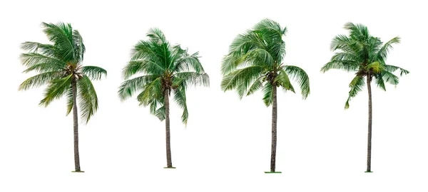 Set Coconut Tree Isolated White Background Used Advertising Decorative Architecture — Stock Photo, Image