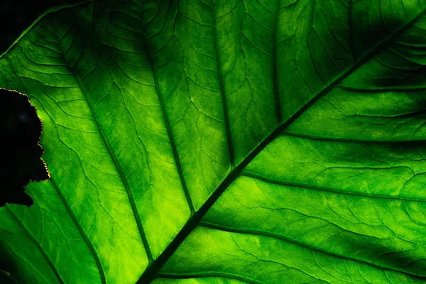 Detay Eksik Yeşilin Koyu Arka Plan Üzerinde Bırakır Yaprak Yeşil — Stok fotoğraf