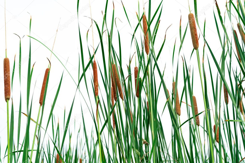 Typha angustifolia field. Green grass and brown flowers. Cattails isolated on white background. Plant's leaves are flat, very narrow and tall. The stalks are topped with brown, fluffy, sausage-shaped 