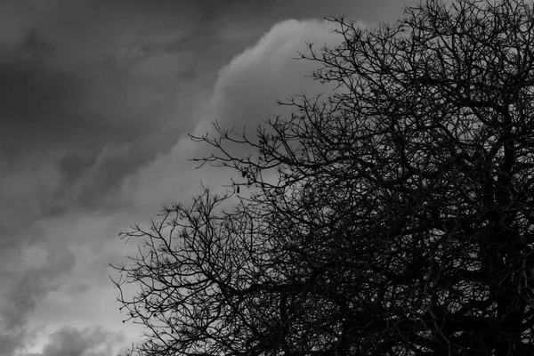 Silhouette Dead Tree Dark Dramatic Grey Sky Clouds Background Scary — Stock Photo, Image