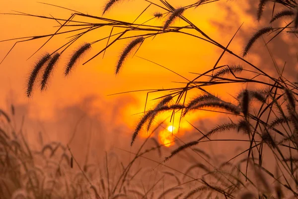 Grass flower in the morning at sunrise with golden sunshine. Flower field in rural. Orange meadow background. Wild meadow grass flowers with morning sunlight. Start new day or new life concept.