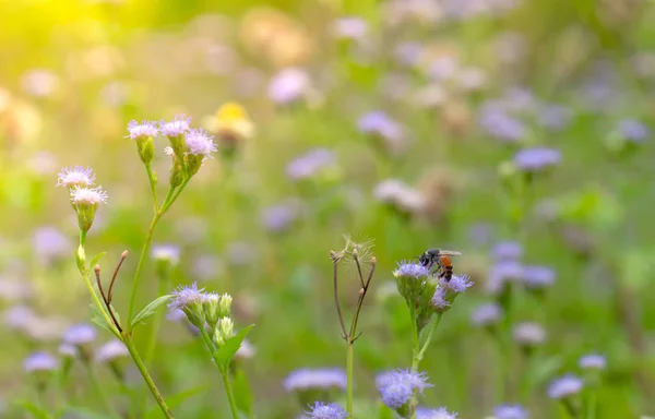 Пчела Сосать Нектар Фиолетовый Цветок Травы Саду Фон Концепции Spa — стоковое фото