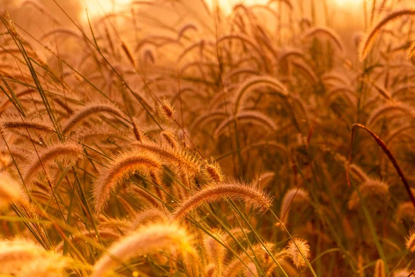 Grass Flower Morning Sunrise Golden Sunshine Flower Field Rural Orange — Stock Photo, Image