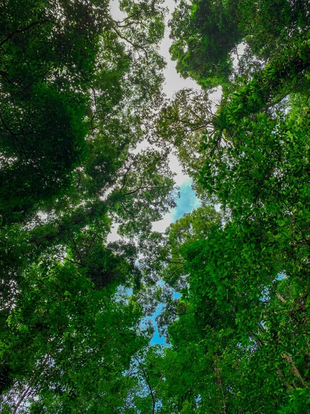 Нижній Видом Зелені Дерева Тропічний Ліс Яскраво Синє Небо Білу — стокове фото