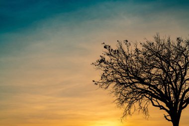 Ölü ağaçlar üzerinde güzel gün batımı veya gündoğumu altın gökyüzü siluet. Huzurlu ve sakin bir kavram için arka plan. Umut ışık ve ruhsal. Uyanış ve ilham kavramı. Ruh ve saygı.