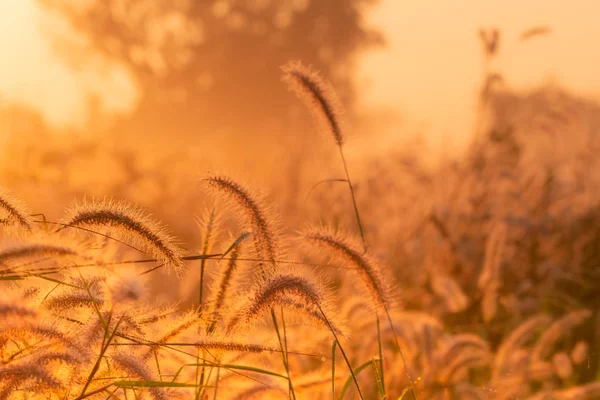 Grass flower in the morning at sunrise with golden sunshine. Flower field in rural. Orange meadow background. Wild meadow grass flowers with morning sunlight. Start new day or new life concept.