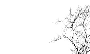 Silhouette dead tree and branch isolated on white background. Black branches of tree backdrop. Nature texture background. Tree branch for graphic design and decoration. Art on black and white scene.  clipart