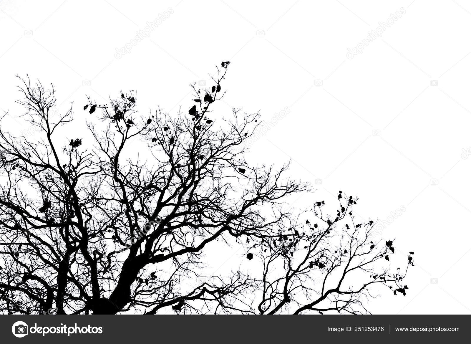 Silhouette Dead Tree And Branch Isolated On White Background