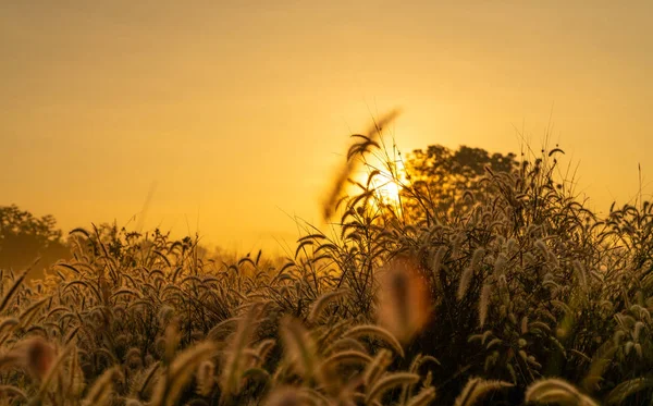 Grasblüte am Morgen bei Sonnenaufgang mit goldenem Sonnenschein. Blumenfeld im ländlichen Raum. orangefarbene Wiese Hintergrund. wilde Wiesengrasblumen mit Morgensonne. einen neuen Tag oder ein neues Lebenskonzept beginnen. — Stockfoto