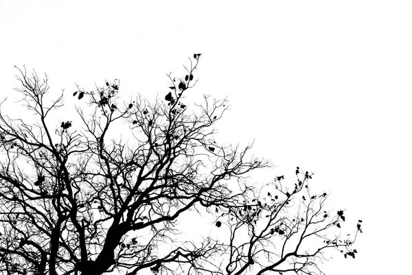 Silhouette dead tree and branch isolated on white background. Black branches of tree backdrop. Nature texture background. Tree branch for graphic design and decoration. Art on black and white scene. — Stock Photo, Image