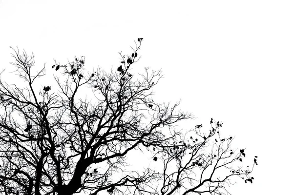 Silueta árbol muerto y rama aislada sobre fondo blanco. Ramas negras de fondo de árbol. Fondo de textura natural. Rama de árbol para diseño gráfico y decoración. Arte en escena en blanco y negro . — Foto de Stock