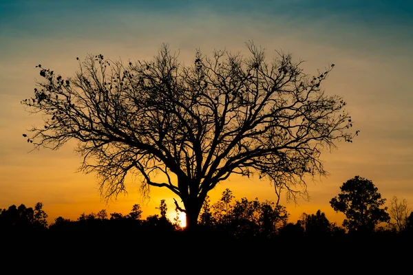 Silhouette dead tree on beautiful sunset or sunrise on golden sky. Background for peaceful and tranquil concept. Light for hope and spiritual. Awakening and inspiration concept. Soul and respect. — Stock Photo, Image