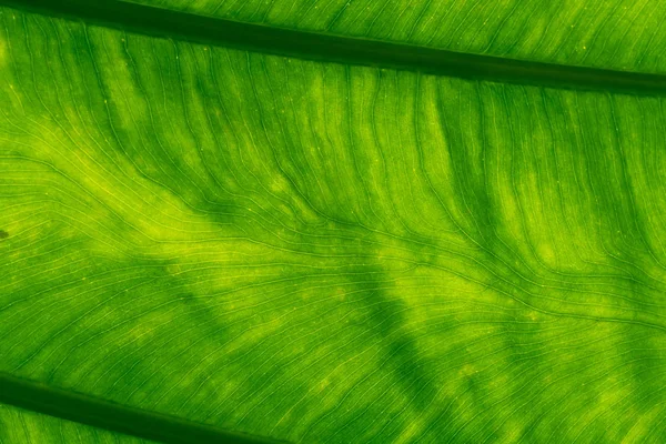 Makro yaprak yeşil doku arka plan detay vurdu. Taze yaprak yeşil desen hattı. Soyut yeşil doku. Organik kavramı için arka plan. Doğal desen yaprak. Fotosentez ve klorofil. — Stok fotoğraf